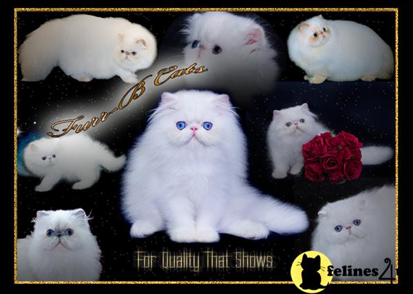 Kittens for Sale