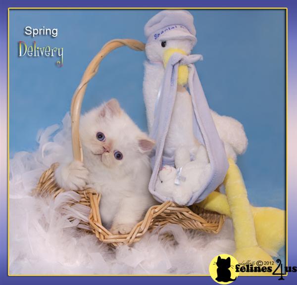 Kittens for Sale