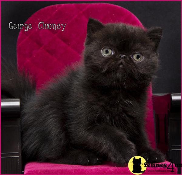 Kittens for Sale