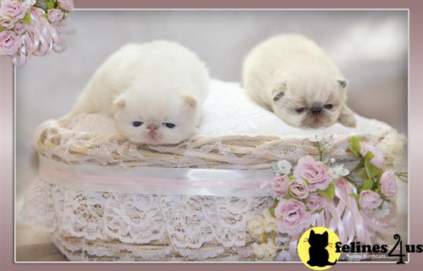 HIMALAYAN KITTENS