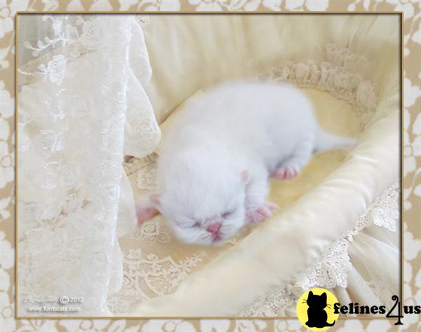 Kittens for Sale in Florida