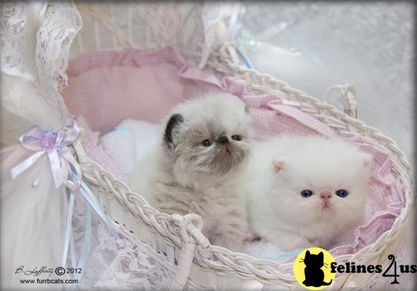 TORTIE POINT AND CREAM POINT HIMALAYAN FEMALES
