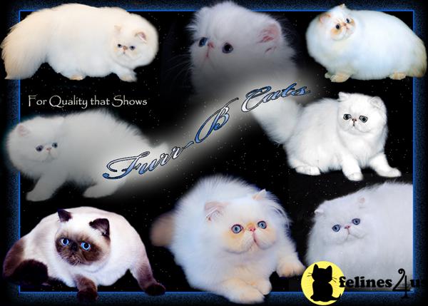 Kittens for Sale in Florida