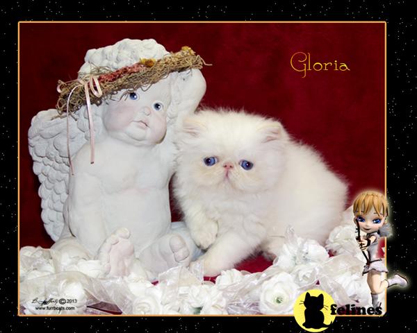 Himalayan Kittens