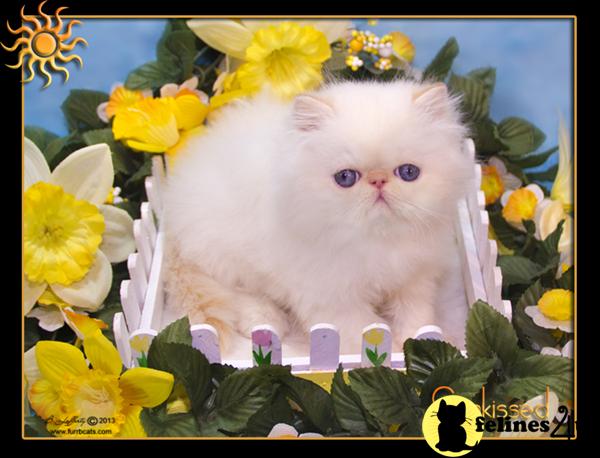 Kittens for Sale in Florida