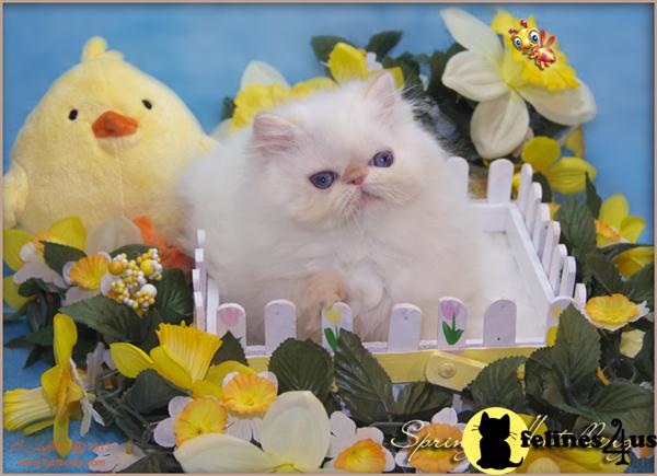 Himalayan Kittens