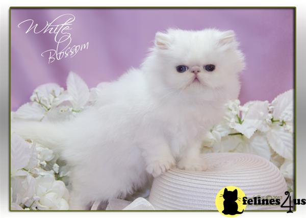 Kittens for Sale in Florida