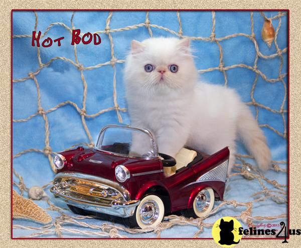 Kittens for Sale in Florida