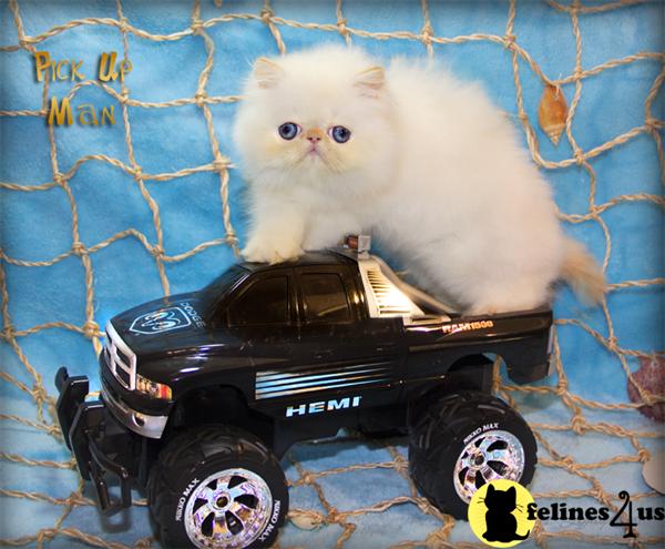 Kittens for Sale in Florida