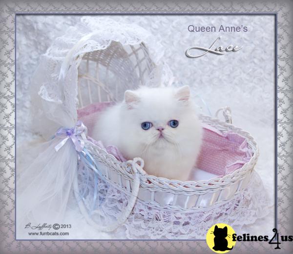 Kittens for Sale in Florida