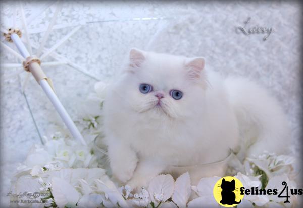 Kittens for Sale in Florida