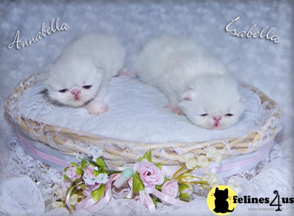 Kittens for Sale