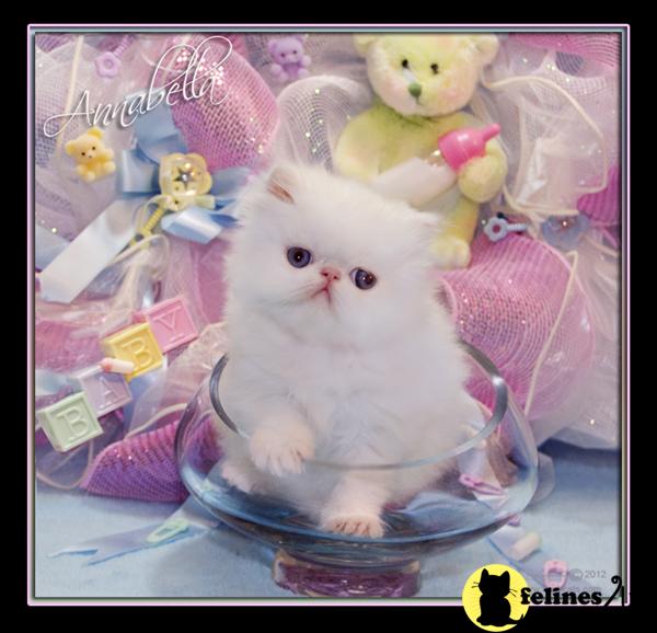 Kittens for Sale