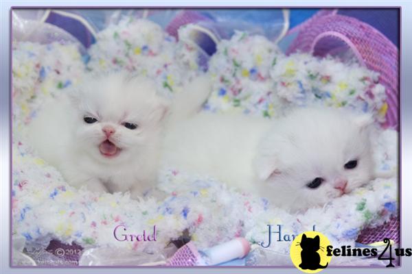 Kittens for Sale