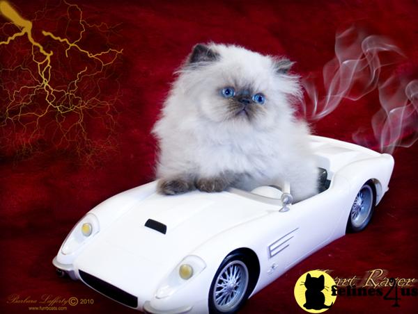 Cat Photo Contest