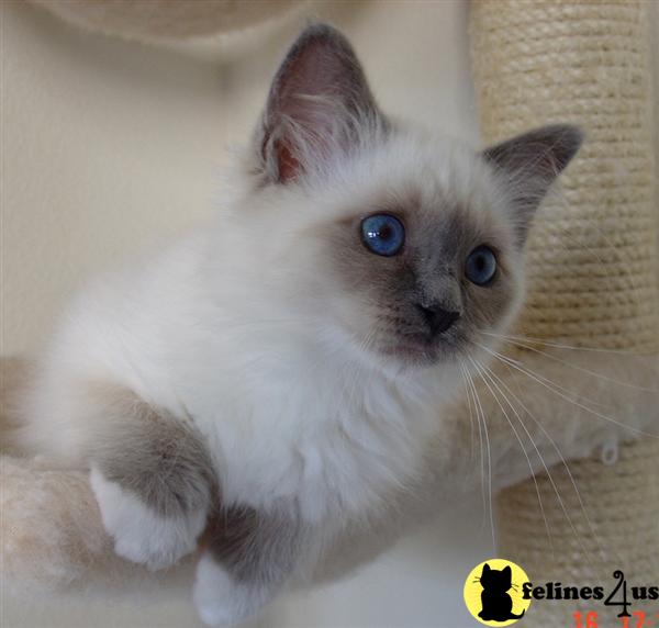 Birman kittens