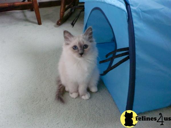 Birman Kittens
