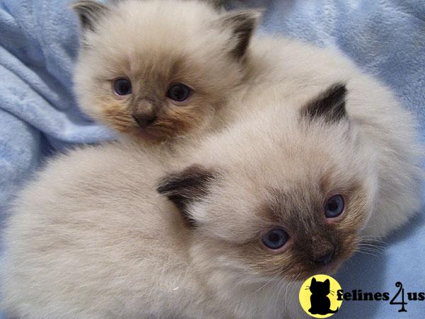 VA USA, Ragdoll Kittens