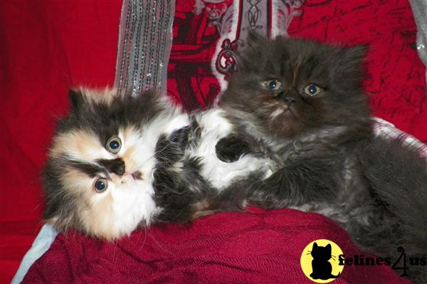 Kittens for Sale