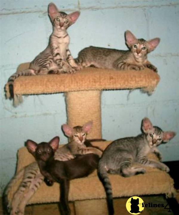 Kittens for Sale in Texas