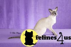 Siamese Kittens