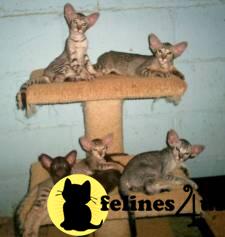 Kittens for Sale in Texas