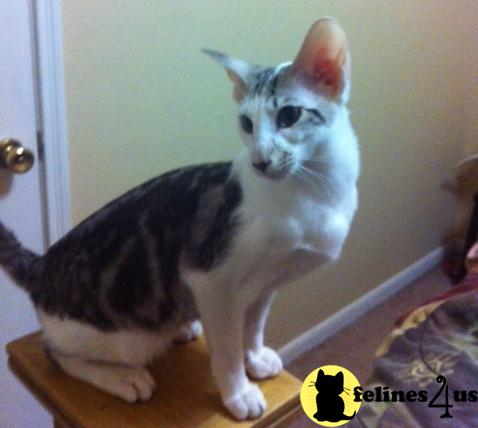 Kittens for Sale in Texas