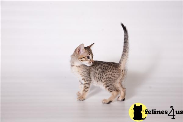 SBT Savannah Kittens for Sale