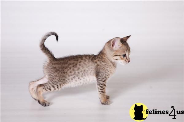 F4 SBT Savannah Kittens FOR SALE