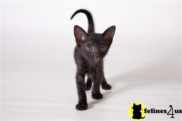 Savannah Kittens