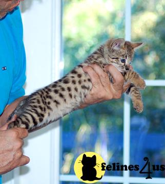 Savannah Kittens