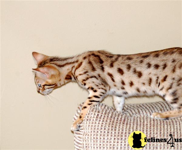 Savannah Kittens