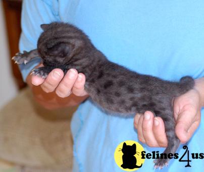 Savannah Kittens