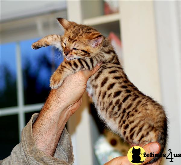 Savannah Kittens