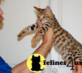 Savannah Kittens