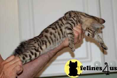 Savannah Kittens