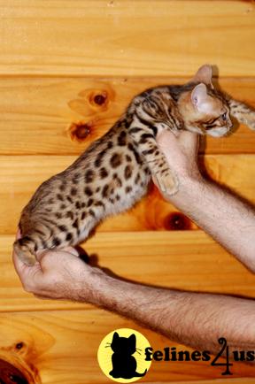 bengal kitten 