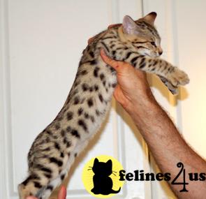 f3 savannahmale kitten