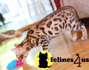 Bengal kittens