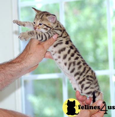 Savannah Kittens