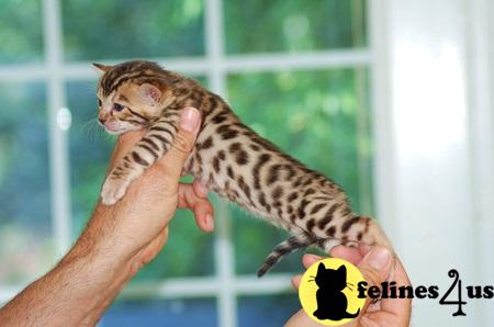 Bengal kittens for sale from top bloodlines