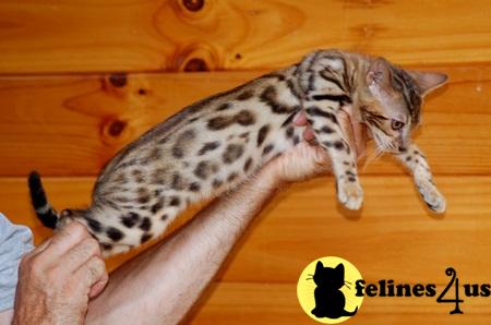 Bengal kitten