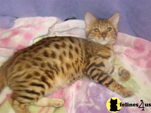 Bengal Kittens