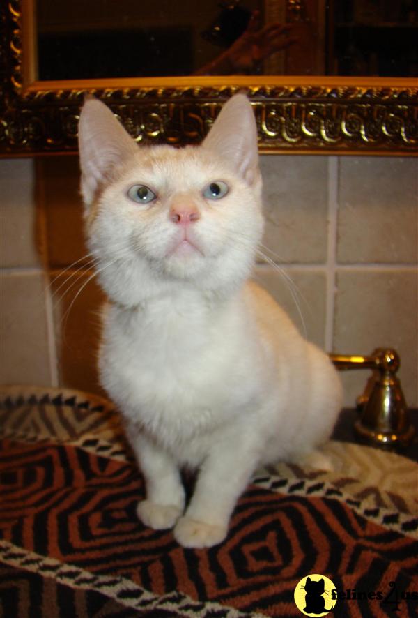Cats for Sale
