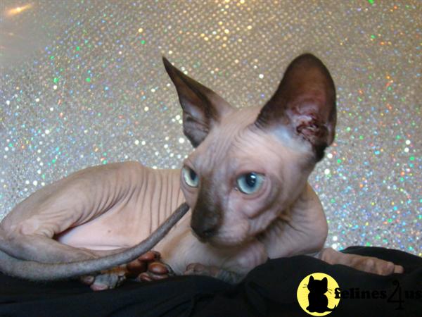Hypoallergenic Cats