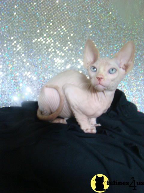 Babysuede Red Mink Males