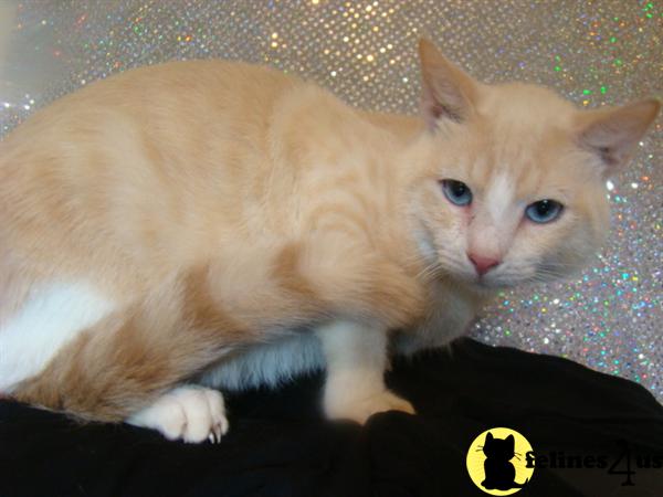 Hypoallergenic Cats