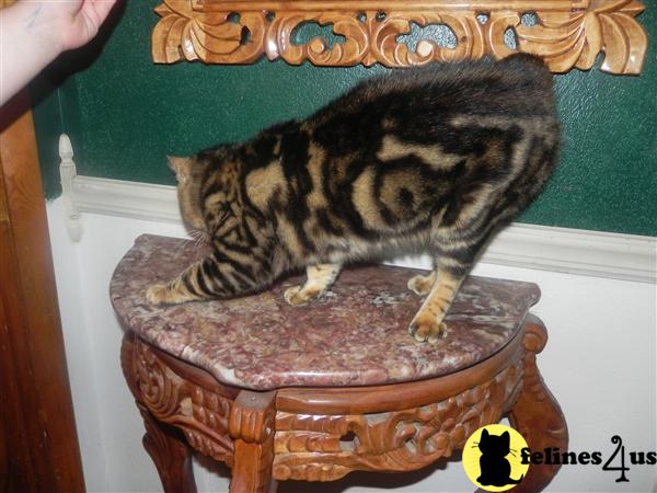 Kittens for Sale in Ohio
