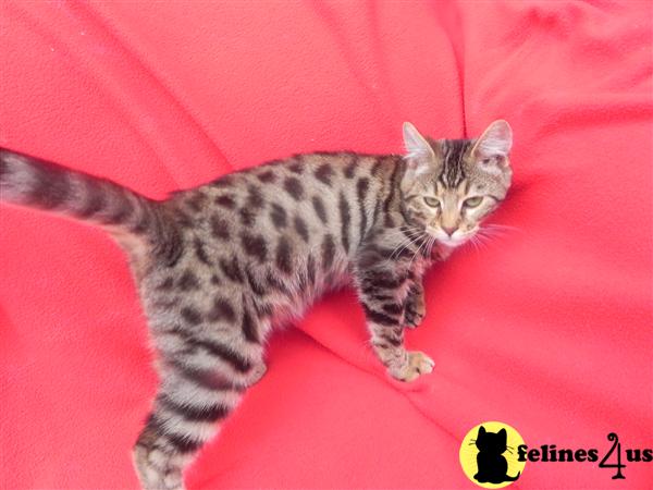 Kittens for Sale in Ohio