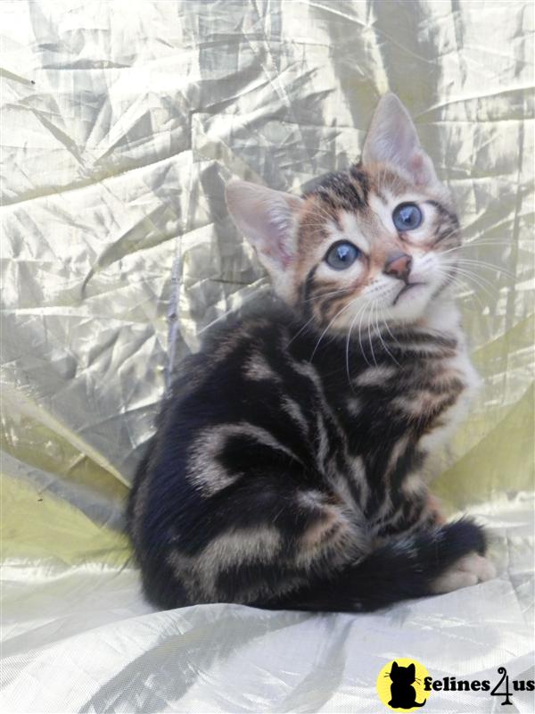Kittens for Sale in Ohio